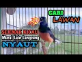 Download Lagu Suara Kicau Master murai batu JITU PANCING MURAI JANTAN NAIK BIRAHI DAN BANYAK DIAM JADI NYAUT GACOR