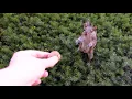 Download Lagu Training the squirrels to catch nuts on top of the bushes