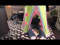 Must-See Introducing Baby London and Dr Phil s Most-Talented Kids