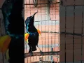 Download Lagu SOGON FIGHTER BUNYI RAPAT NEMBAK #shorts #sogonfighter #bangkonin #birds #burungisian