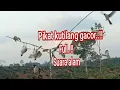 Download Lagu Suara Burung kutilang memanggil Lawan Suara alam