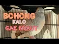 Download Lagu UNTUK PIKAT PERKUTUT LOKAL, SUDAH TERBUKTI KESAKTIANNYA, BOHONG KALO GK NYAUT