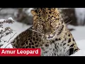 Amur Leopard - Some Facts