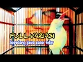 Download Lagu KEPODANG JAWA GACOR BUKA PARUH TELER VARIASI PANCINGAN KEPODANG BAHAN AGAR GACOR
