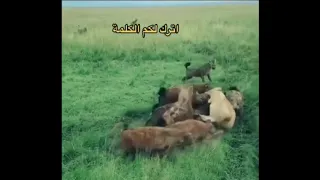 هجوم الضباع على الاسد   و فزعة الاسود مشهد رائع       عبر بكلمه   دندنها