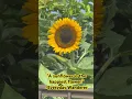🌻 YOU’RE THE SUNFLOWER 🌻 #sunflower #sunflowers #japan