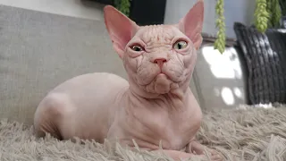 Close Up of Pure Sphynx Beauty 💚