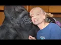 Download Lagu Scientists Are STUNNED by What a Talking Gorilla Just Said About Humans!