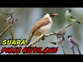 Download Lagu suara pikat kutilang ribut, paling ampuh durasi panjang