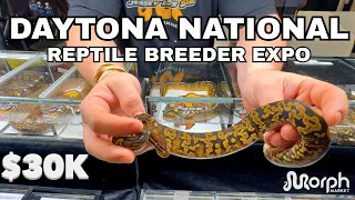 MOST Expensive Ball Pythons At The 2025 National Daytona Reptile Breeder Expo