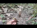 Download Lagu Reaksi induk burung Pelanduk Semak saat anaknya ditangkap, burung liar jadi jinak, sangat agresif