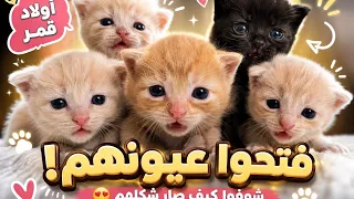 أولاد القطة قمر فتحوا عيونهم 😍 شوفوا كيف صار شكل القطط الصغيرة