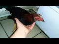 THE TYPES OF GAMEFOWL THAT I STARTED OUT WITH