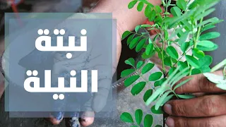 ماذا تعرفون عن نبتة النيلة دنيا يا دنيا 