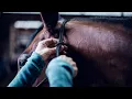 5 different horse halters and why I use them