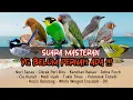 Lagu MASTERAN YG BELUM PERNAH ADA! Burung masteran kombinasi mudah masuk!