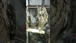 شاهد ما وظيفة القرون عند طائر البوم 