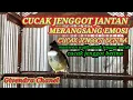 Lagu cucak jenggot jantan merangsang emosi cucak jenggot betina | Givendra Chanel