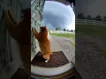 The Cat That Knew It Was Coming—What Happened Before the Tornado Hit Will Break You