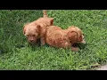 Cavapoo Puppies For Sale