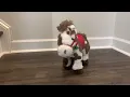 2022 Hobby Lobby Animated Christmas Horse - so adorable