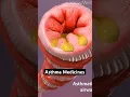 Astmamedicijnen (3D-animatie)