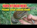 Download Lagu Trik Jitu. Mikat burung pelanduk semak / cingcoho dijamin gak pake lama.