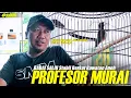 Lagu PROFESOR MURAI BATU INDONESIA