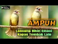 Download Lagu PANCINGAN EMOSI BURUNG KAPAS TEMBAK TERBARU 2025