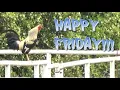 HAPPY FRIDAY