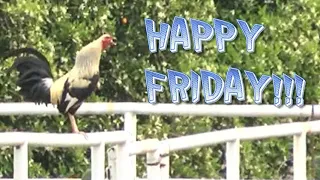 HAPPY FRIDAY