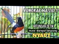 Download Lagu murai gacor BONGKAR MATERI KASAR !! ampuh buat PANCINGAN murai lain biar cepat EMOSI