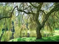 Willie Wright - Nantucket Island (Dan Flip)