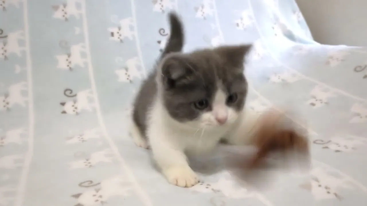 動画