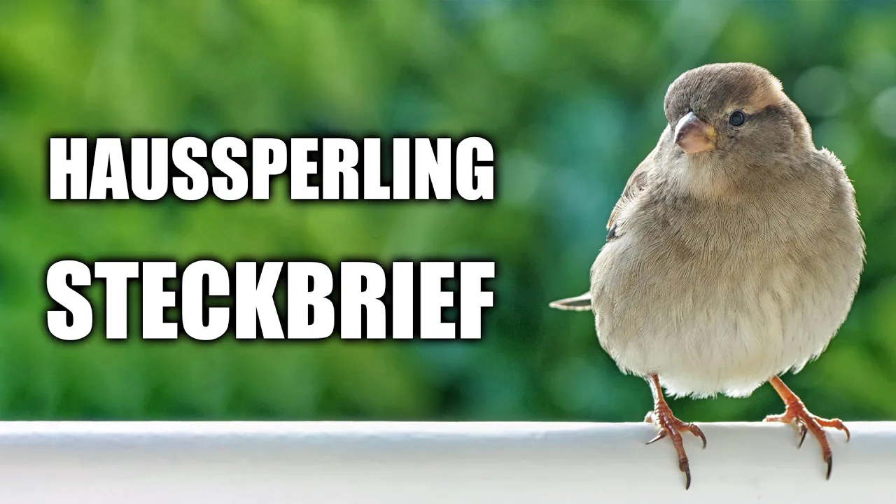 Haussperling Artportrait (Aussehen, Vogelstimme, Lebensweise und mehr)