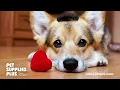Start a New Career and Become a Pet Groomer