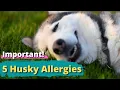 Top 5 Husky Allergies Owners Must Know