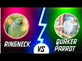 Quaker Parrot vs Indian Ringneck Parrot Should I Get an Indian Ringneck or a Quaker Parrot