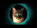 Premiere - Conf42 Machine Learning 2021