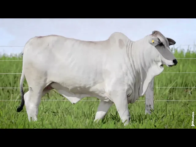 Novilha Nelore MMAR - 4504