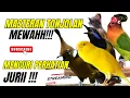 Download Lagu MASTERAN MEWAHHH 2025!! TEMBAKAN KASARAN - AUTO JUARA KALAU MATERI INI MASUK KE MURAI DAN CUCAK IJO