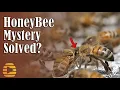 HONEY BEE Apis mellifera washboarding mystery solved Dr Tom Seeley is right