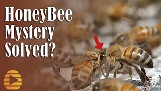 HONEY BEE Apis mellifera washboarding mystery solved Dr Tom Seeley is right