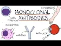 How do monoclonal antibodies work Rituximab infliximab adalimumab and others