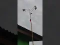 Download Lagu Cara pikat perkutut yg benar.biar mudah dapat perkutut liar.