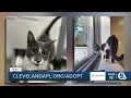 Cleveland APL Pet of the Week A friendly cat named Crayola