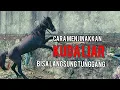 Download Lagu menjinakkan kuda liar yang baru datang
