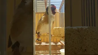 حسون مغربي ويداني حقيقي قائد السرب Chardonneret Parva حسون خلوي 3 أشهر صيد جديد 