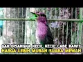 Download Lagu MEWAH KICAUANYA MEWAH PANTES BANYAK YANG CARI HARGA CUMA 65 RIBU UDAH BIKIN CILILIN LEWAT !!!