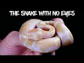 The Ball Python with No Eyes